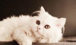 猫咪爆料合集下载安装最新版,解锁最新版安装指南全解析